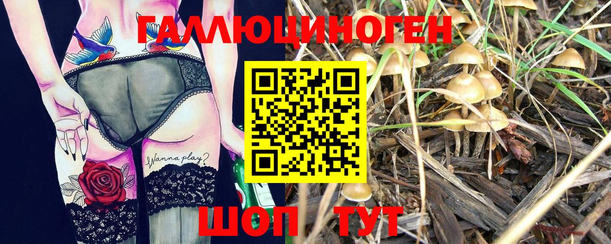 Галлюциногенные грибы Psilocybe Камень-на-Оби