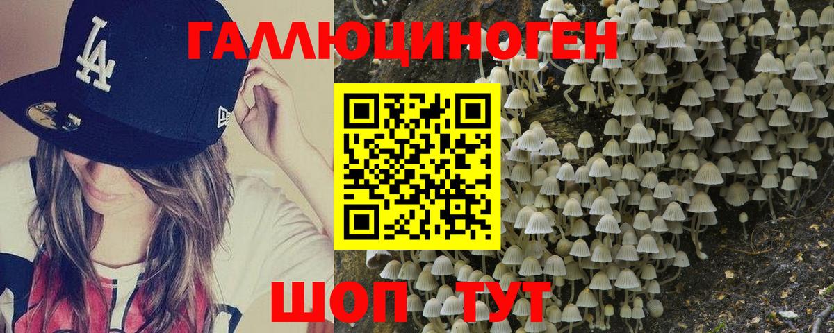 Камень-на-Оби  Псилоцибиновые грибы Psilocybe  Псилоцибиновые грибы GOLDEN TEACHER  цена   Вход с VPN 